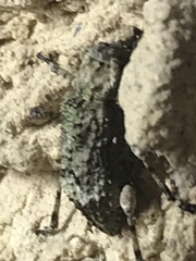 Leptostylus transversus