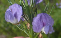 Psoralea laevigata