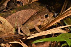 Pulchrana baramica