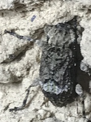 Leptostylus transversus