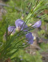 Psoralea laevigata