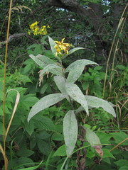 Senecio propinquus