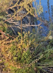 Ferulopsis hystrix