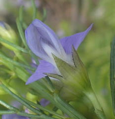 Psoralea laevigata