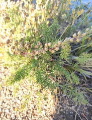 Ferulopsis hystrix