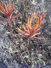 Erythrina leptorhiza
