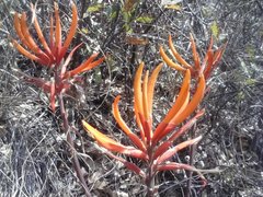 Erythrina leptorhiza