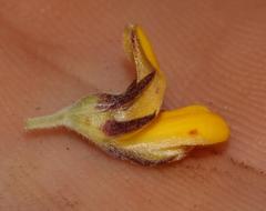 Aspalathus securifolia