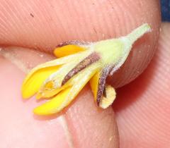 Aspalathus securifolia