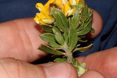 Aspalathus securifolia