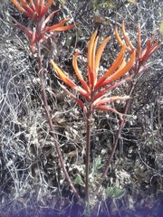 Erythrina leptorhiza