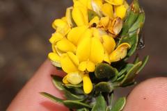 Aspalathus securifolia