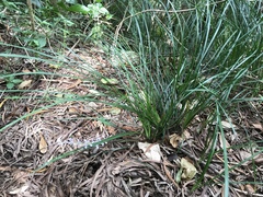 Ophiopogoneae