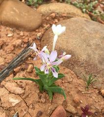Lapeirousia pyramidalis pyramidalis