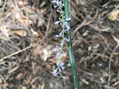 Ophiopogoneae