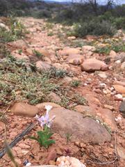 Lapeirousia pyramidalis pyramidalis