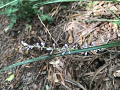 Ophiopogoneae