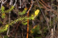 Cullumia setosa setosa