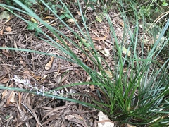 Ophiopogoneae
