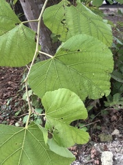 Tilia americana caroliniana