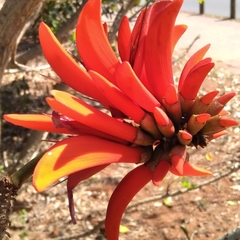 Erythrina lysistemon