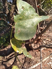 Erythrina lysistemon