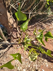 Erythrina lysistemon
