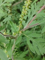 Ambrosia artemisiifolia