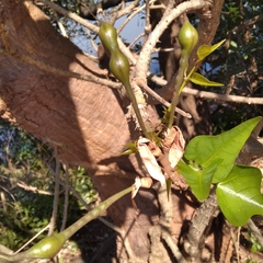 Erythrina lysistemon