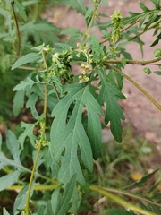 Ambrosia artemisiifolia