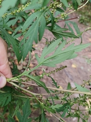 Ambrosia artemisiifolia