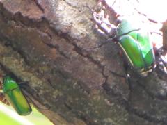 Chlorocala africana subsuturalis