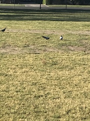 Columba livia