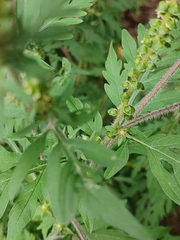 Ambrosia artemisiifolia