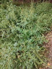 Ambrosia artemisiifolia