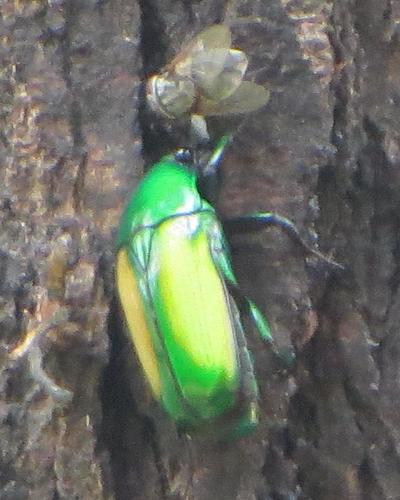 Chlorocala africana