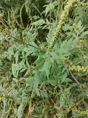 Ambrosia artemisiifolia