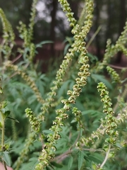 Ambrosia artemisiifolia