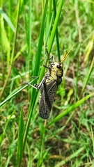 Taeniopoda citricornis