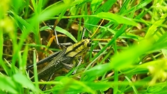 Taeniopoda citricornis