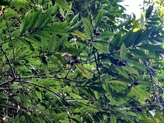 African ebony (Diospyros eriantha)