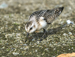 Calidris alba