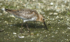 Calidris alpina