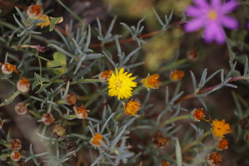 Image of Lampranthus explanatus by (c) Karen Eichholz, some rights reserved (CC BY)