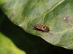 Lygaeus hanseni