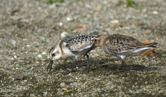 Calidris alpina