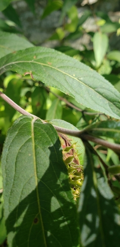 Image of Diervilla rivularis by (c) Stephan Eselgroth, some rights reserved (CC BY-SA)