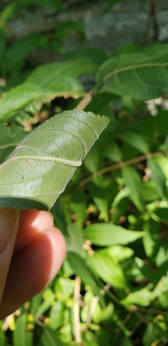 Image of Diervilla rivularis by (c) Stephan Eselgroth, some rights reserved (CC BY-SA)