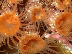 Isozoanthus capensis