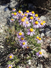 Felicia canaliculata